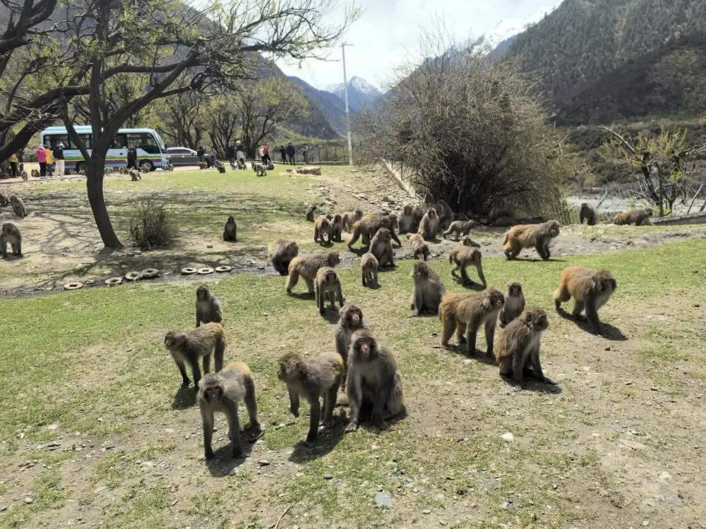 Tibet Gallery
