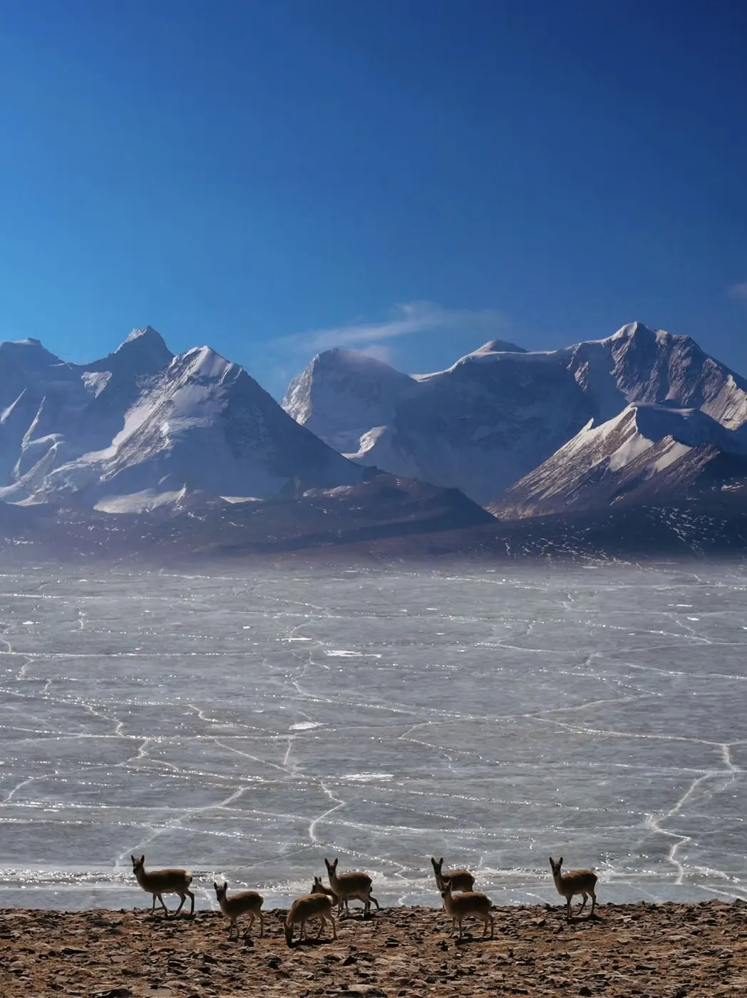 Tibet
